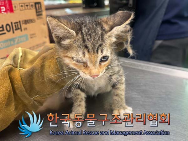 한국동물구조관리협회_441406202401227