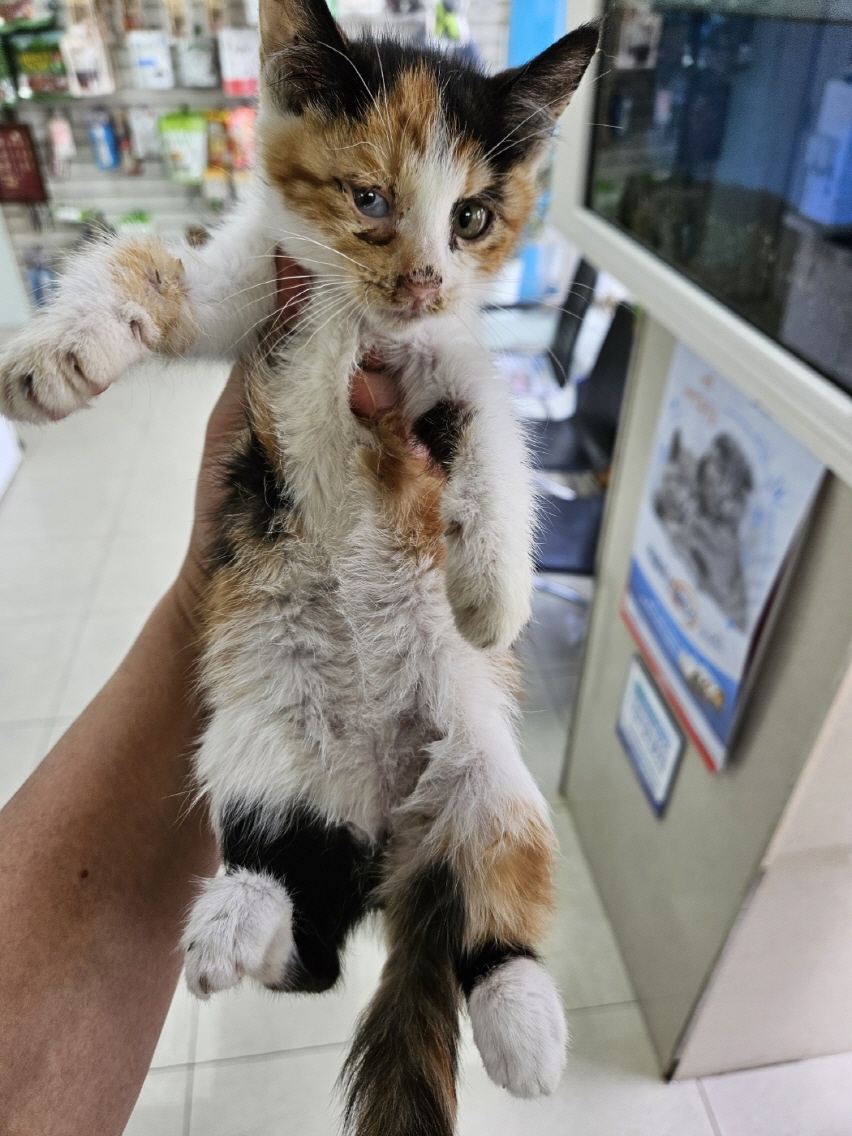 보호중 한국 고양이…