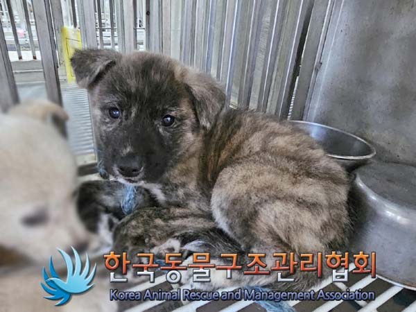 종료(안락사) 믹스…