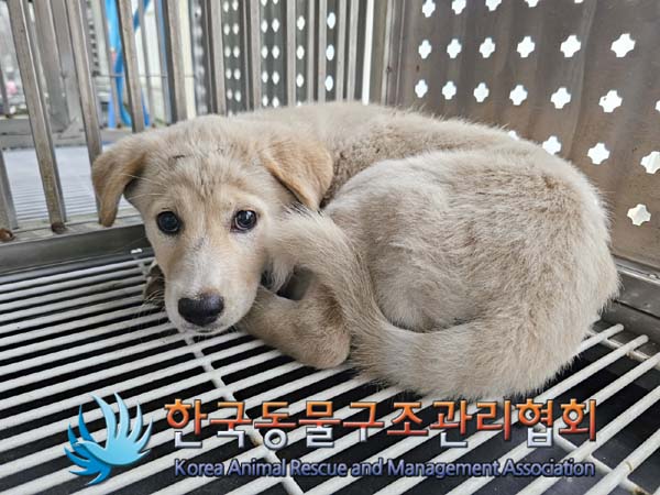 종료(안락사) 믹스…