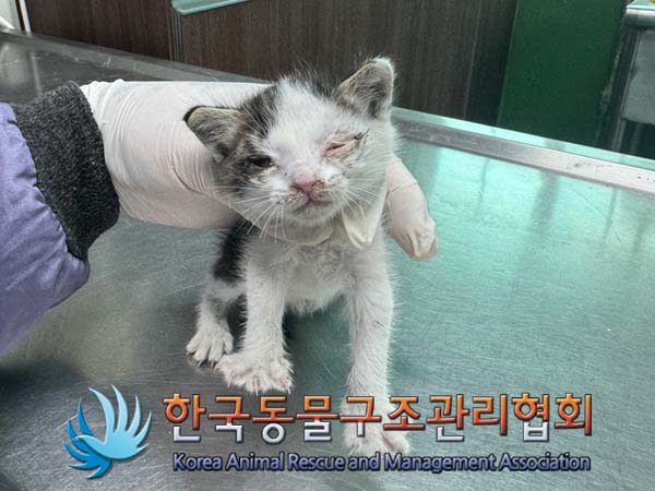 한국동물구조관리협회_441406202401234