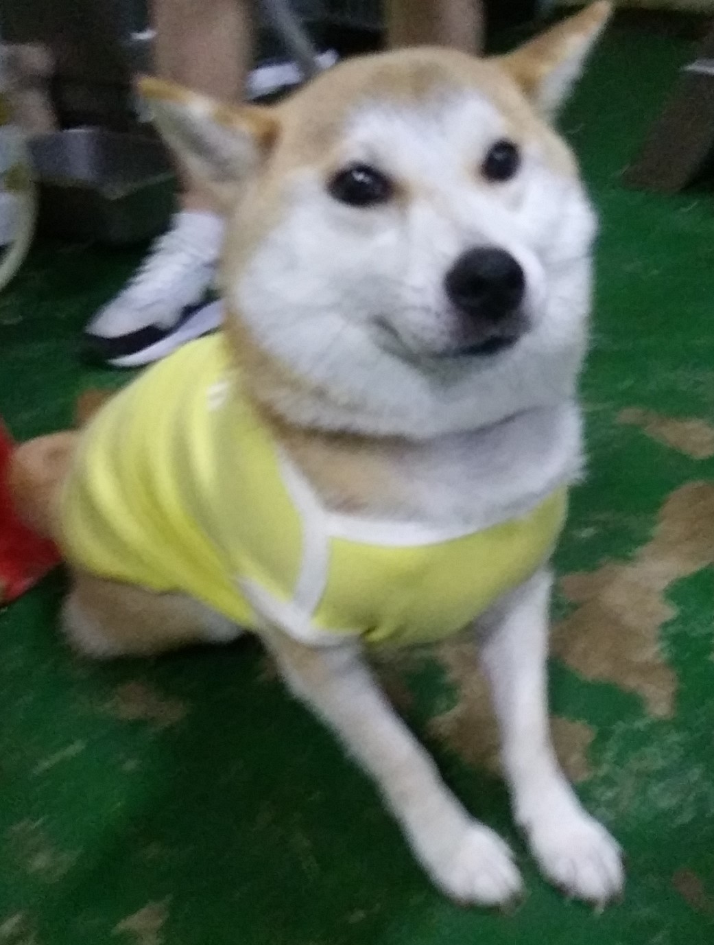 인천광역시수의사회_428353202400656