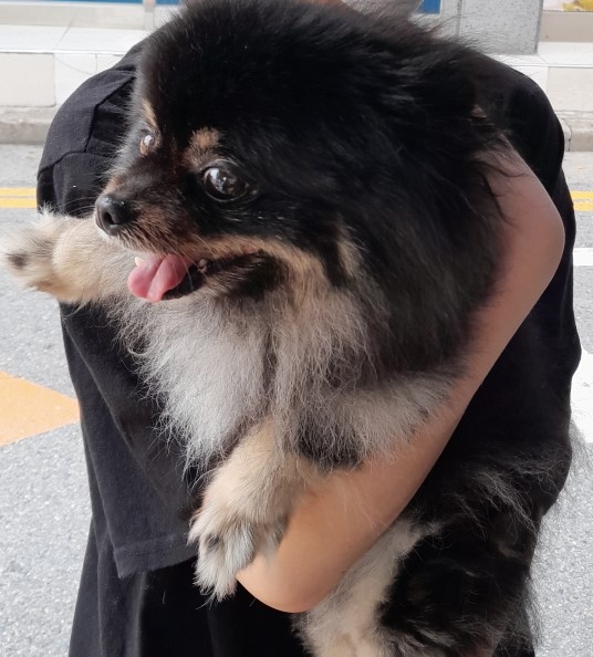인천광역시수의사회_428351202400508