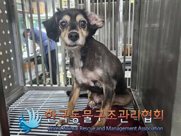 한국동물구조관리협회_411315202400366