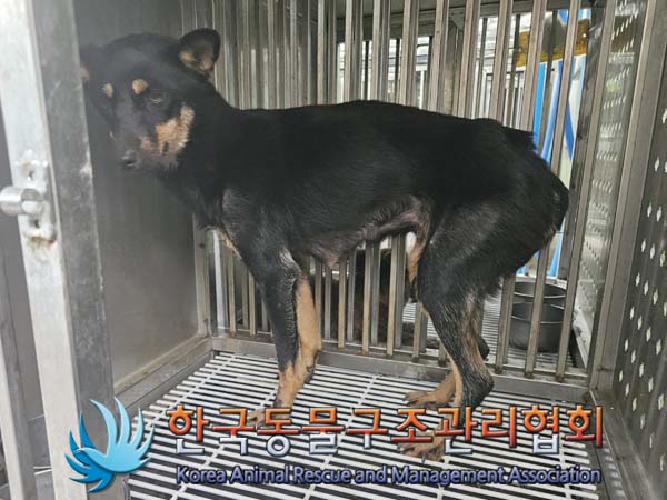 한국동물구조관리협회_441559202400807