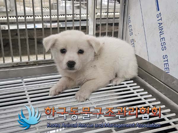 종료(안락사) 믹스…