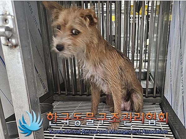 한국동물구조관리협회_441559202400808