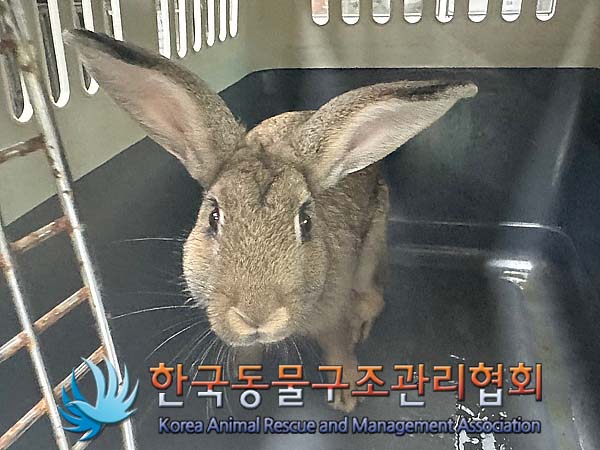 한국동물구조관리협회_441382202400574