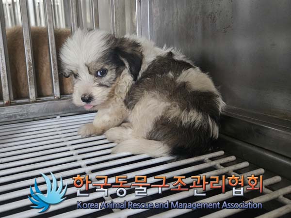 한국동물구조관리협회_441559202400801