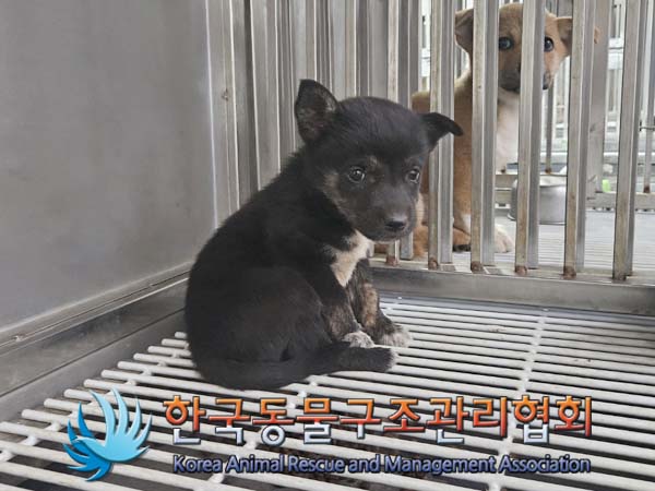한국동물구조관리협회_441559202400805