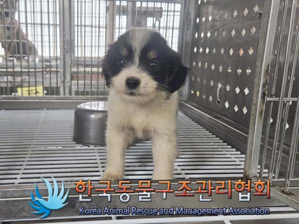 종료(입양) 믹스견…