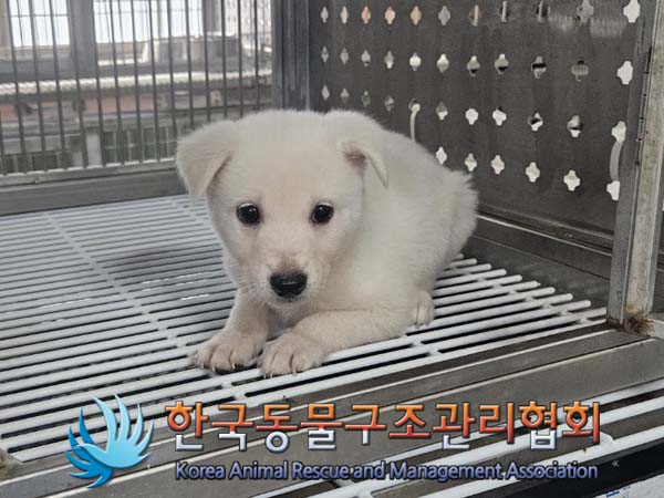 한국동물구조관리협회_441398202400267