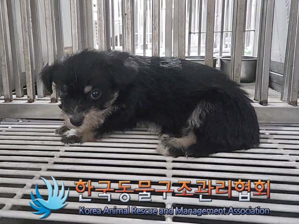 한국동물구조관리협회_441559202400803
