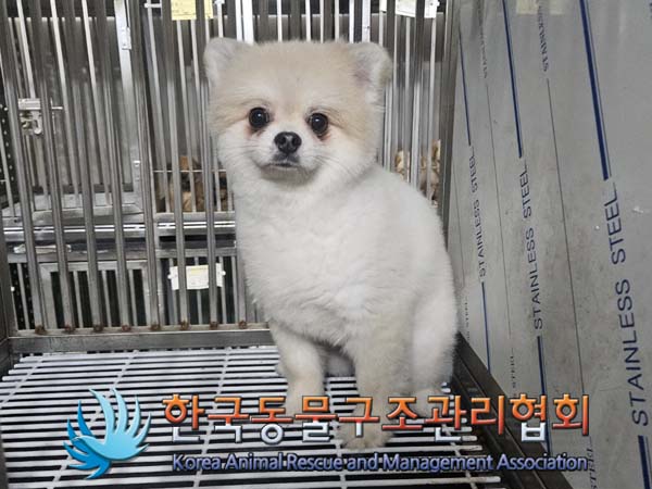 종료(반환) 포메라…