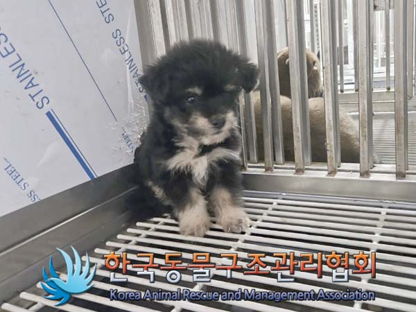 한국동물구조관리협회_441559202400802