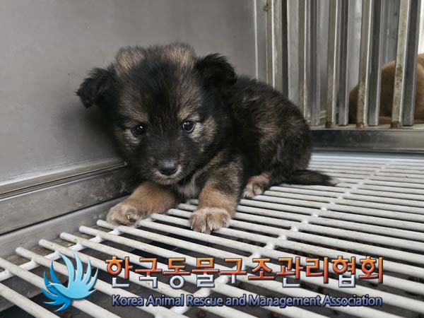 한국동물구조관리협회_441559202400806