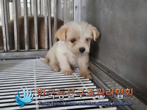 한국동물구조관리협회_441559202400800