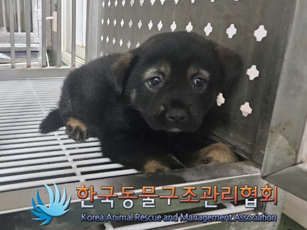 한국동물구조관리협회_441382202400571