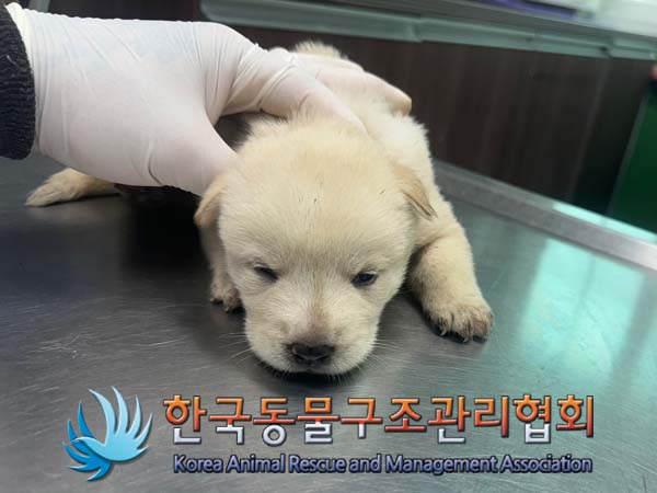 한국동물구조관리협회_441409202401035