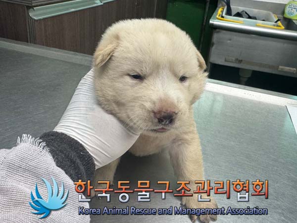종료(안락사) 믹스…