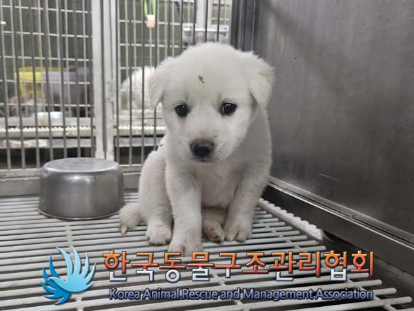 종료(안락사) 믹스…