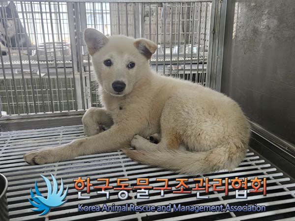한국동물구조관리협회_441409202401024