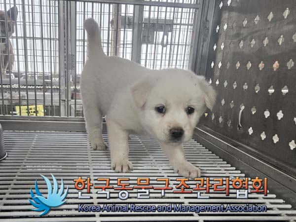 한국동물구조관리협회_441409202401031