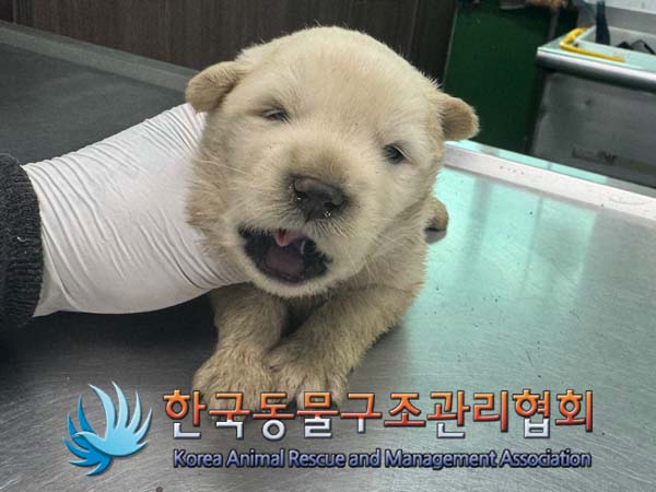 한국동물구조관리협회_441409202401040