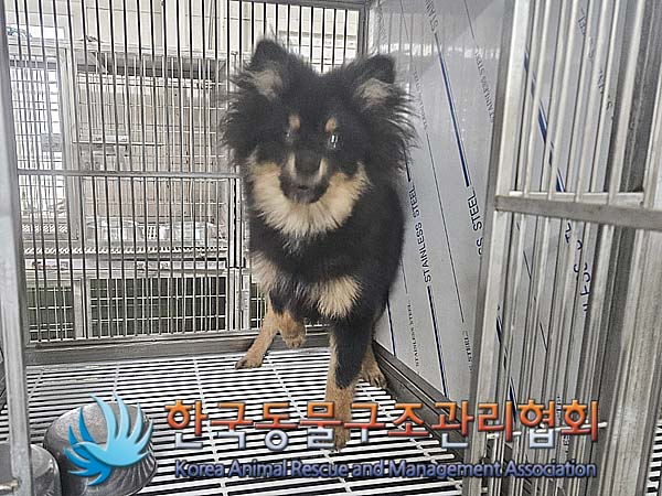 종료(기증) 믹스견…