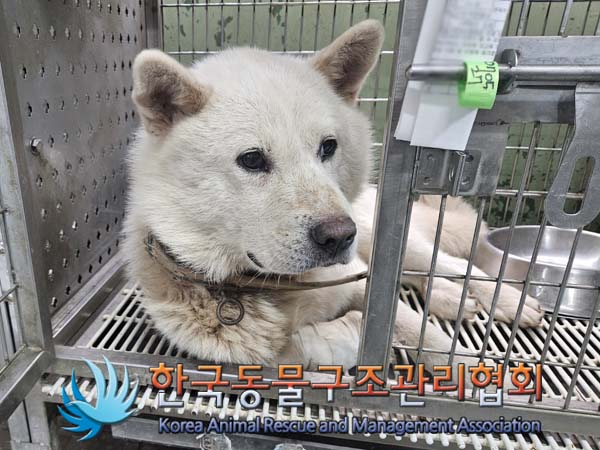 한국동물구조관리협회_441409202401032