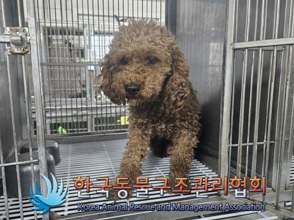 보호중 푸들의 가족…
