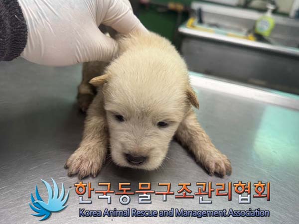 한국동물구조관리협회_441409202401037
