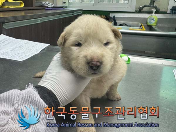 한국동물구조관리협회_441409202401034