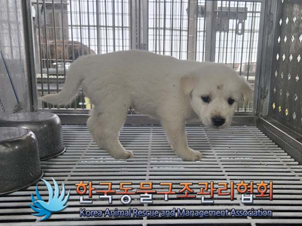 한국동물구조관리협회_441409202401029