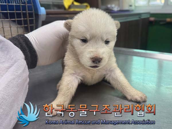 보호중 믹스견의 가…