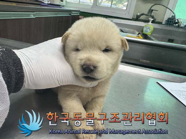 한국동물구조관리협회_441409202401039
