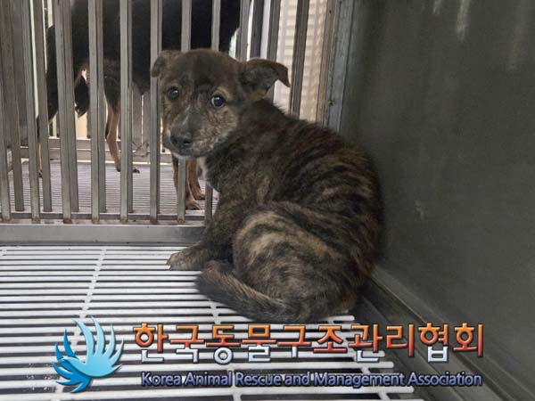 종료(자연사) 믹스…