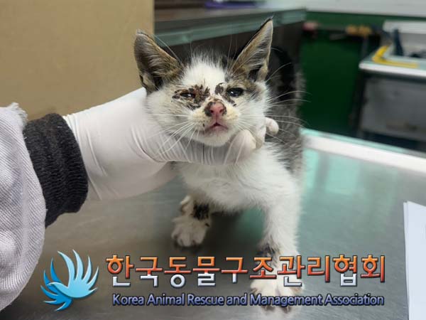 한국동물구조관리협회_411310202400563