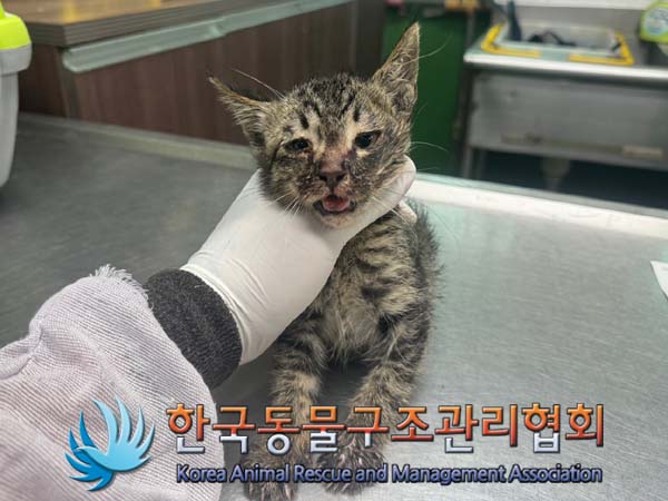 한국동물구조관리협회_411323202400747
