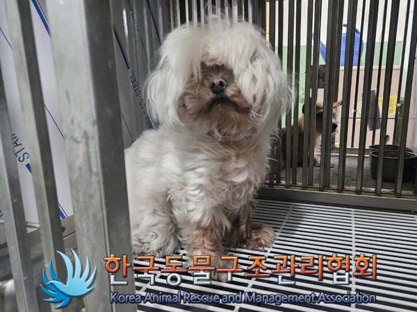 한국동물구조관리협회_441406202401235
