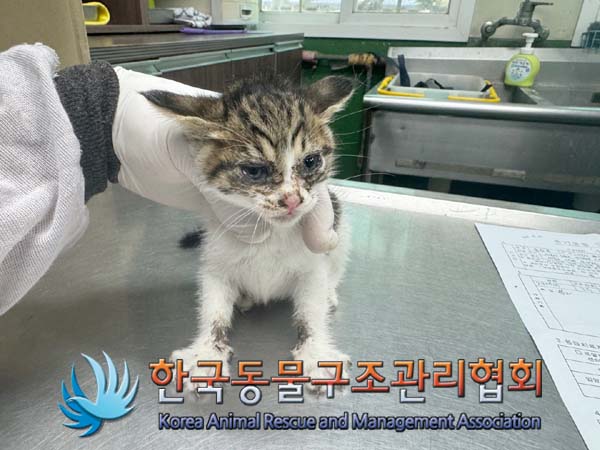 한국동물구조관리협회_411310202400564