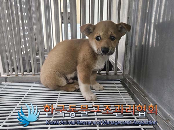 종료(안락사) 믹스…