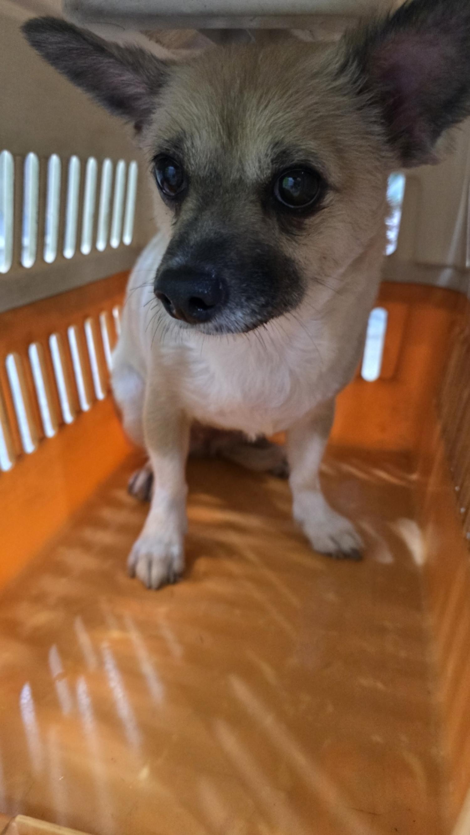 펫앤쉘터동물병원_441378202400823