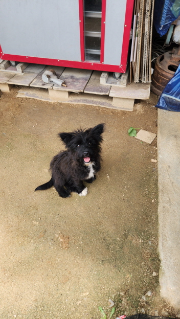 익산유기동물보호소_445468202401918