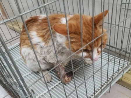 원주시동물보호센터_442419202400467
