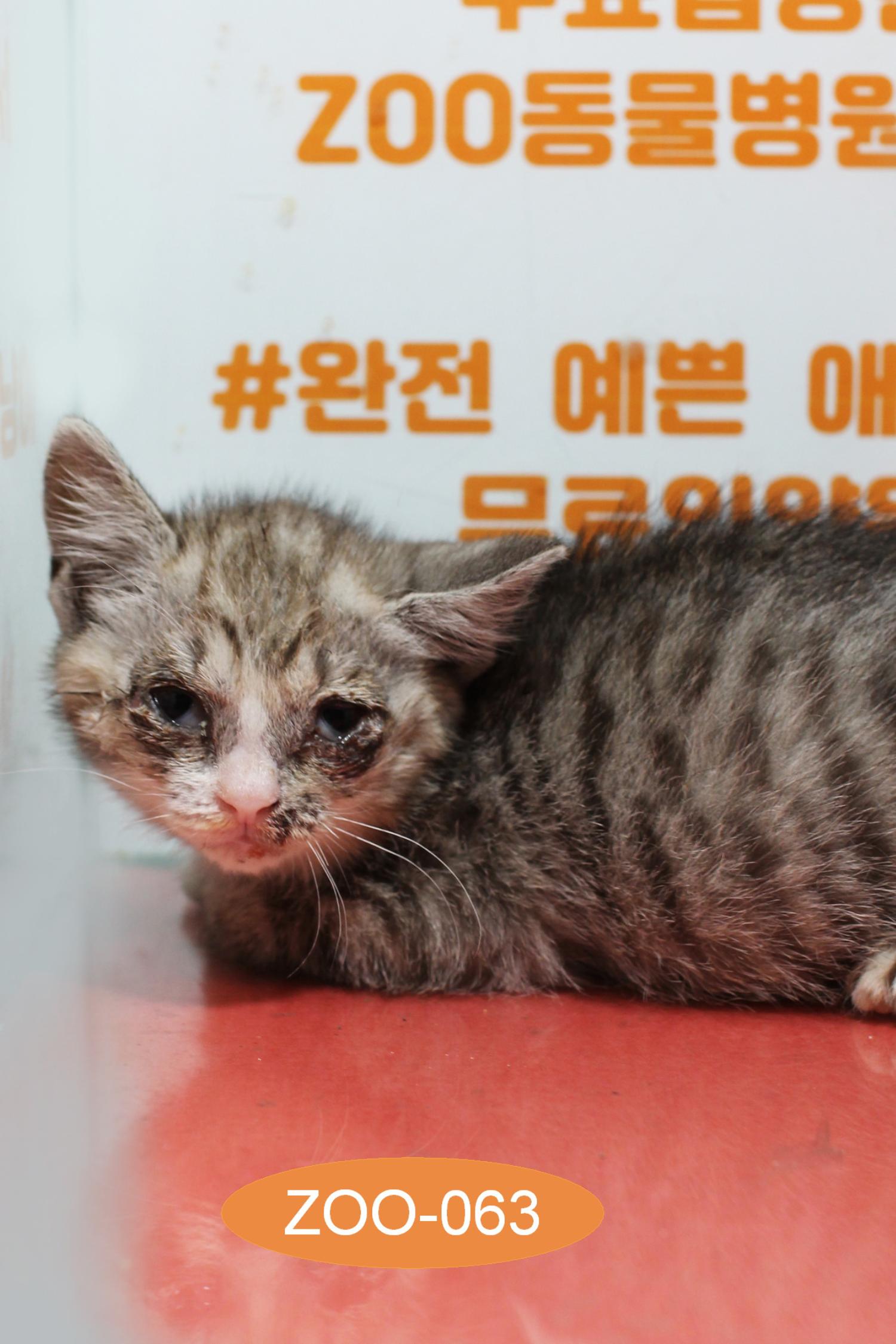 종료(입양) 한국 …