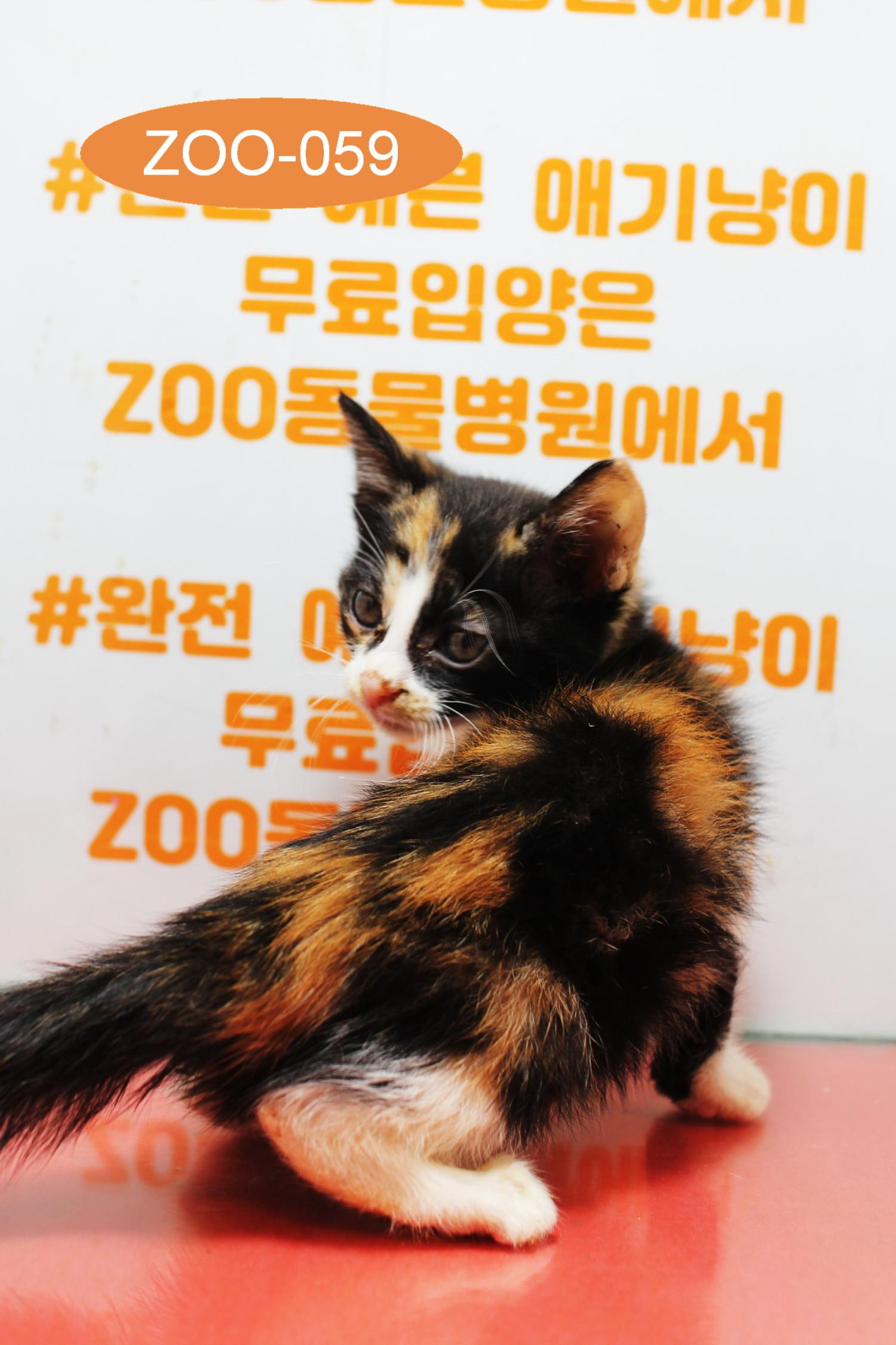 보호중 한국 고양이…
