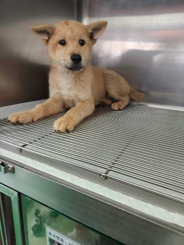 충주시동물보호센터_443439202400469