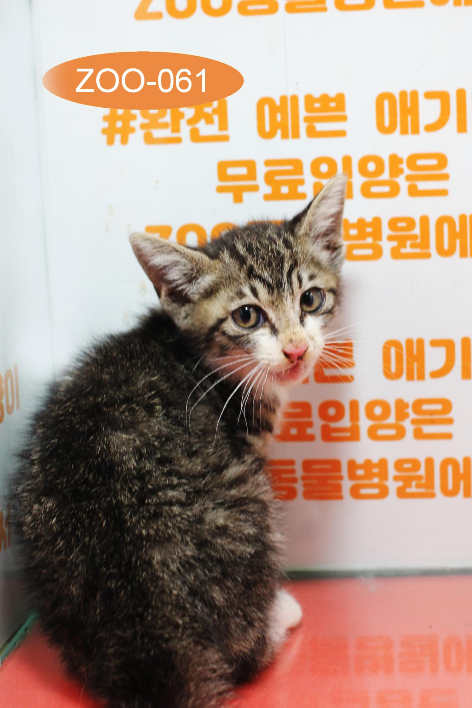 보호중 한국 고양이…
