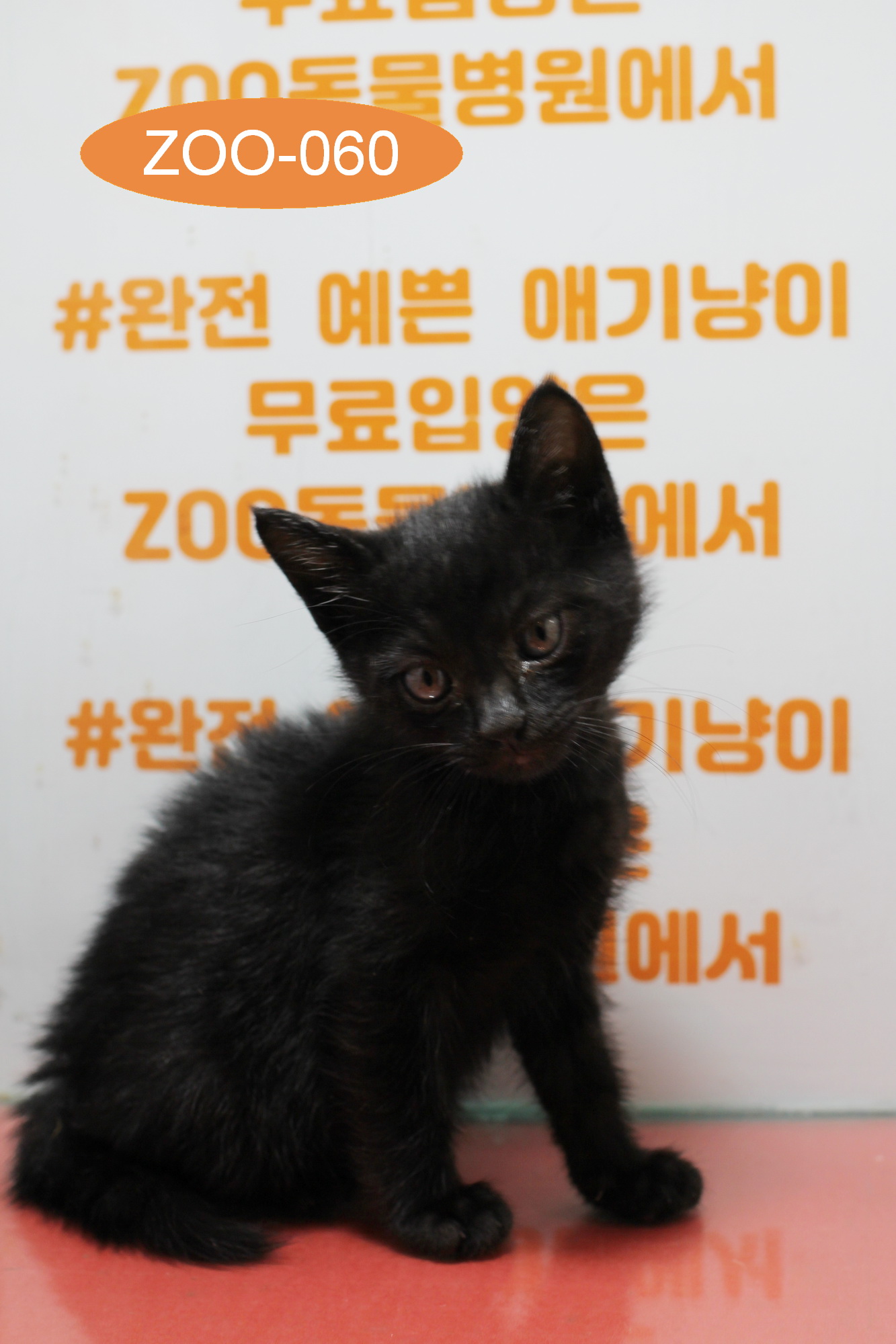 보호중 한국 고양이…